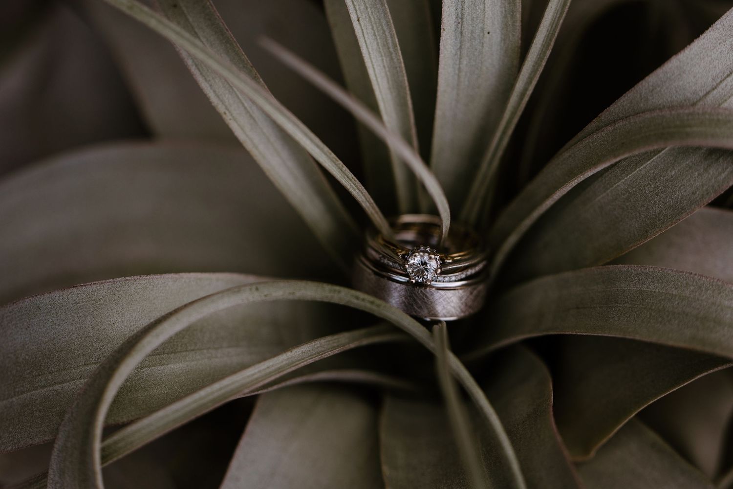 Wedding rings nestled in green air plant leaves, featuring diamond engagement ring and gold bands.