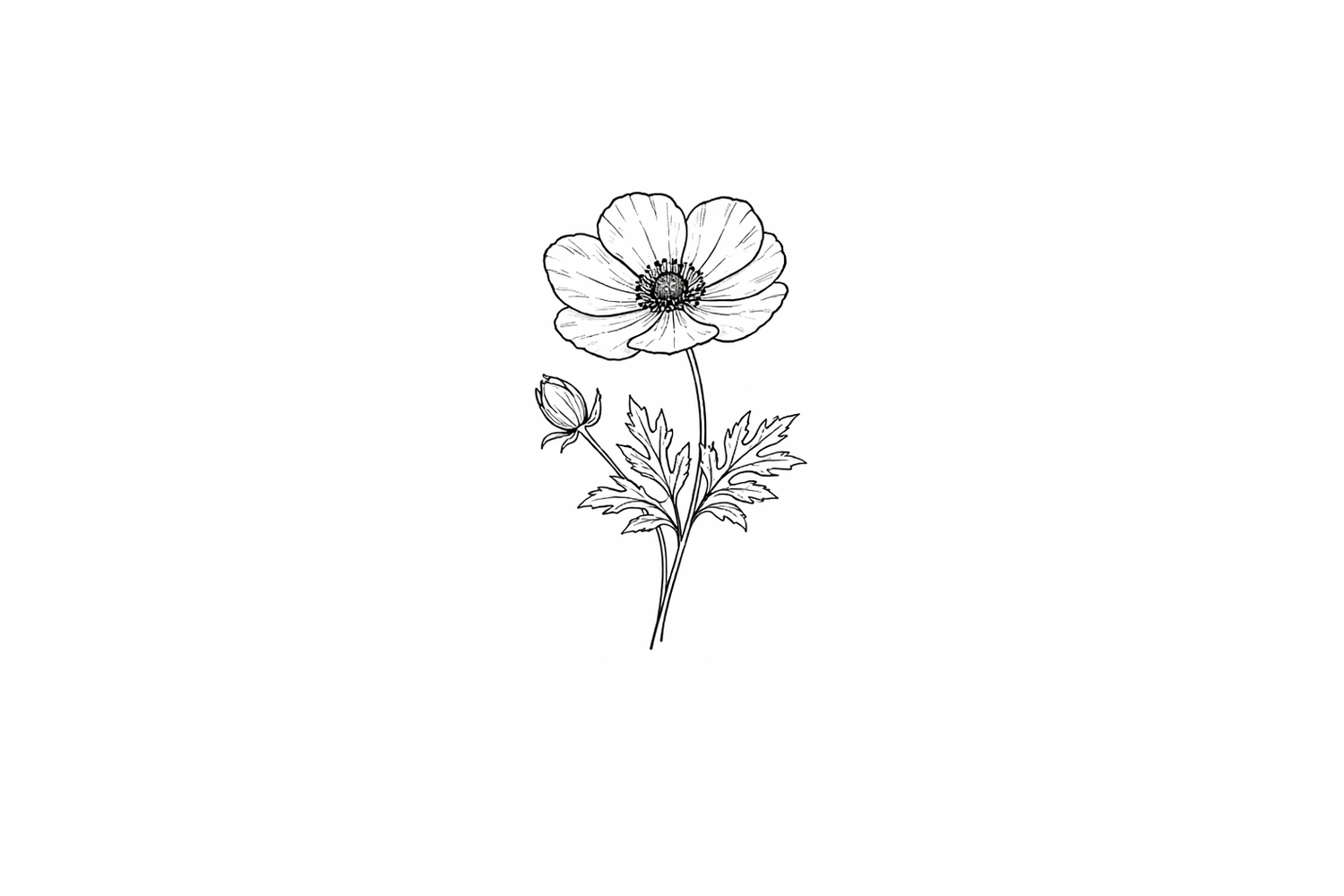 Delicate black and white botanical illustration showing a single anemone flower with detailed leaves and stem.