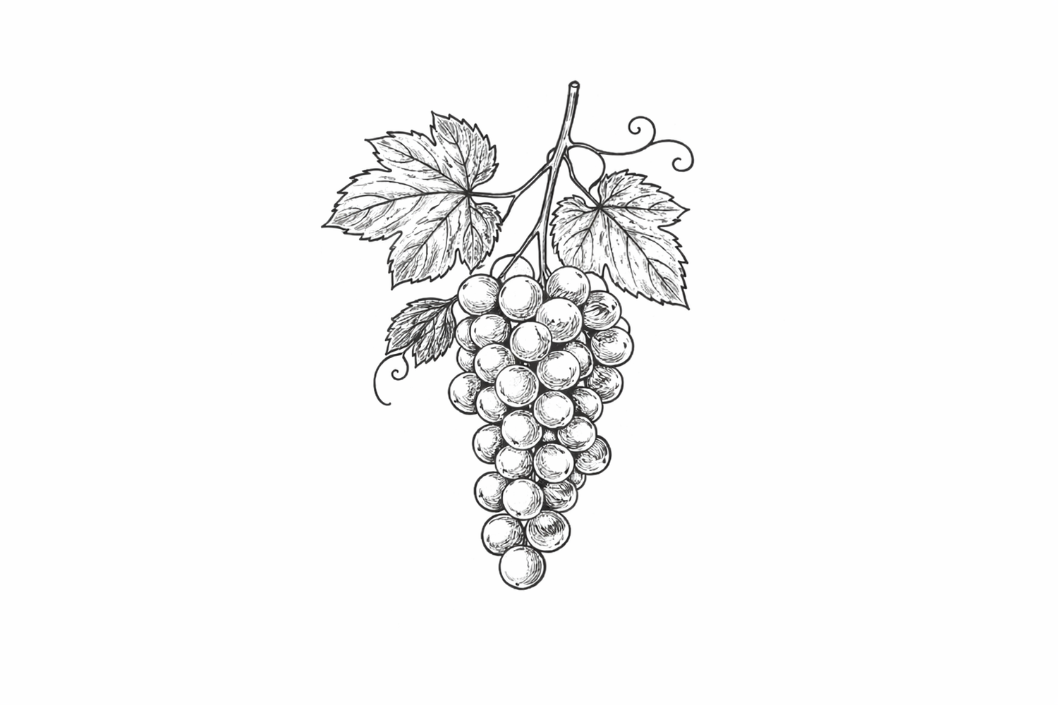 Hand-drawn black and white illustration of grape bunches with leaves and curling vines in a decorative border design.