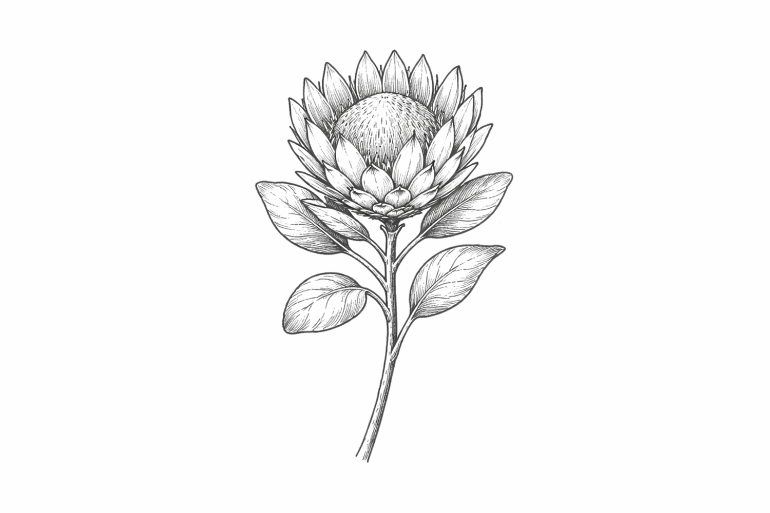 Botanical illustration showing multiple detailed protea flower sketches in black and white line art.