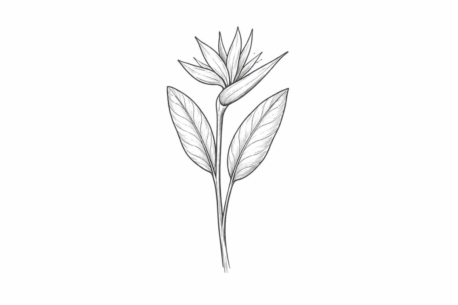 A minimalist line drawing of a bird of paradise flower with leaves and stem.