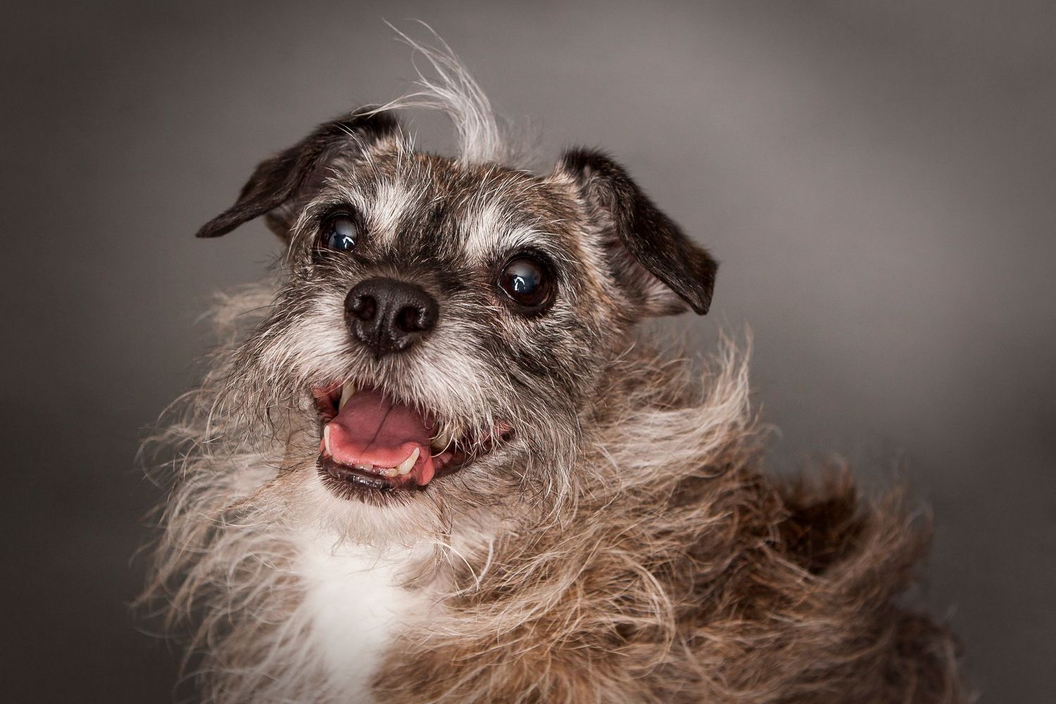 Close-up portrait of a small furry dog with expressive eyes and scruffy fur.