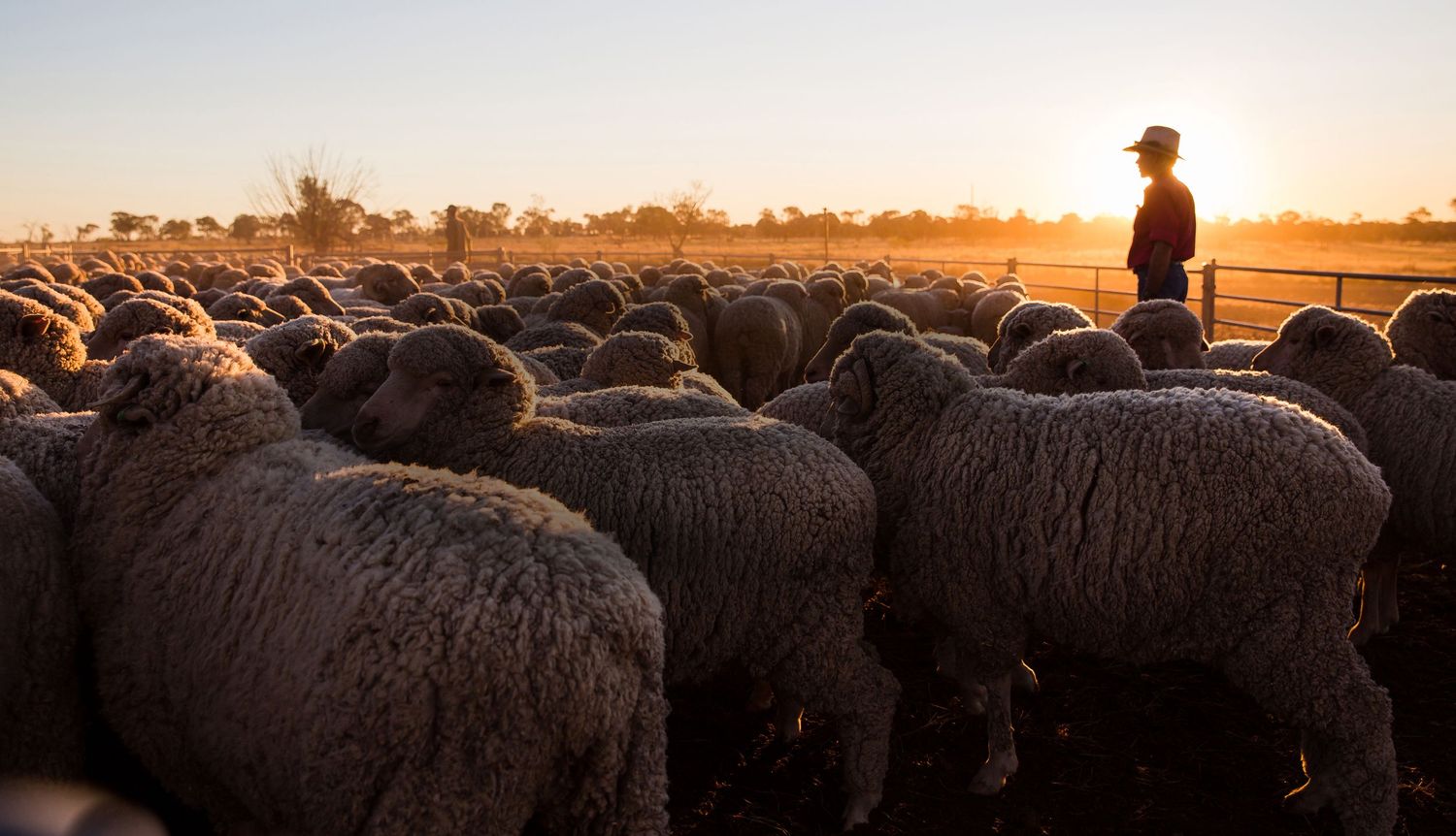 A silhouetted figure herds sheep across a grassy field at sunset, creating a peaceful pastoral scene.