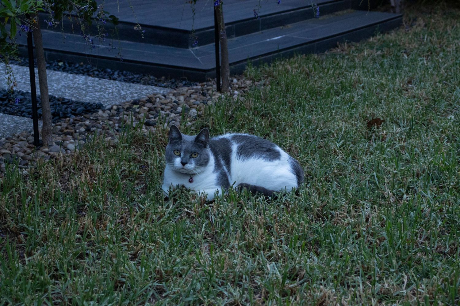 Cat 3