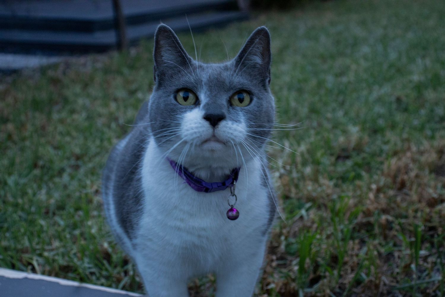 Cat 5