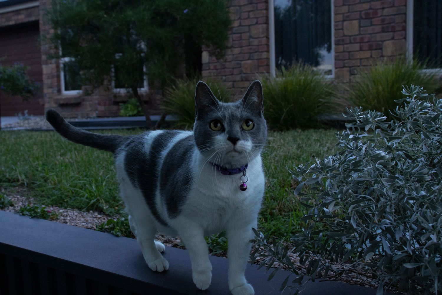 Cat 4