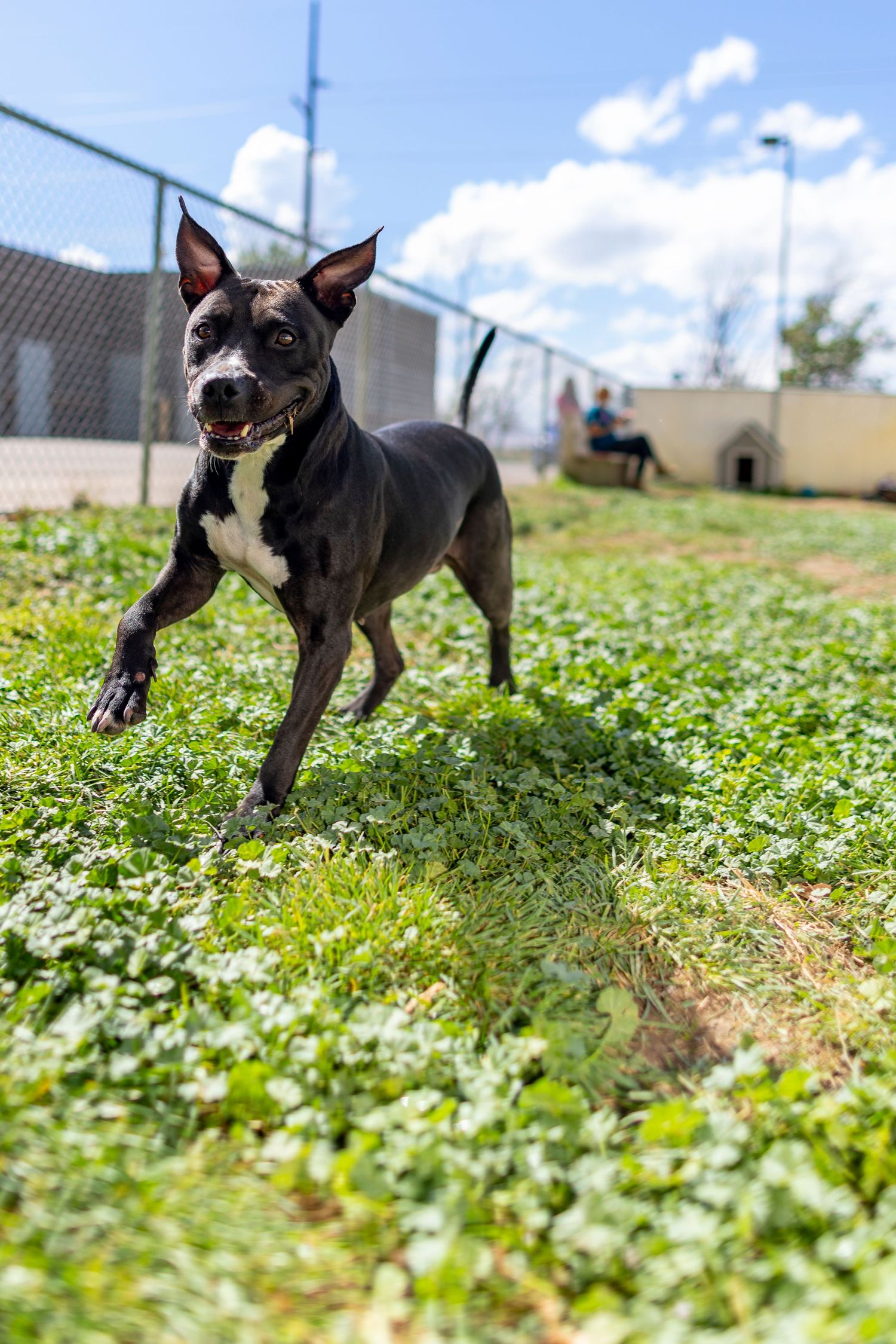 A black and white dog runs playfully through green grass in a sunny outdoor dog park.