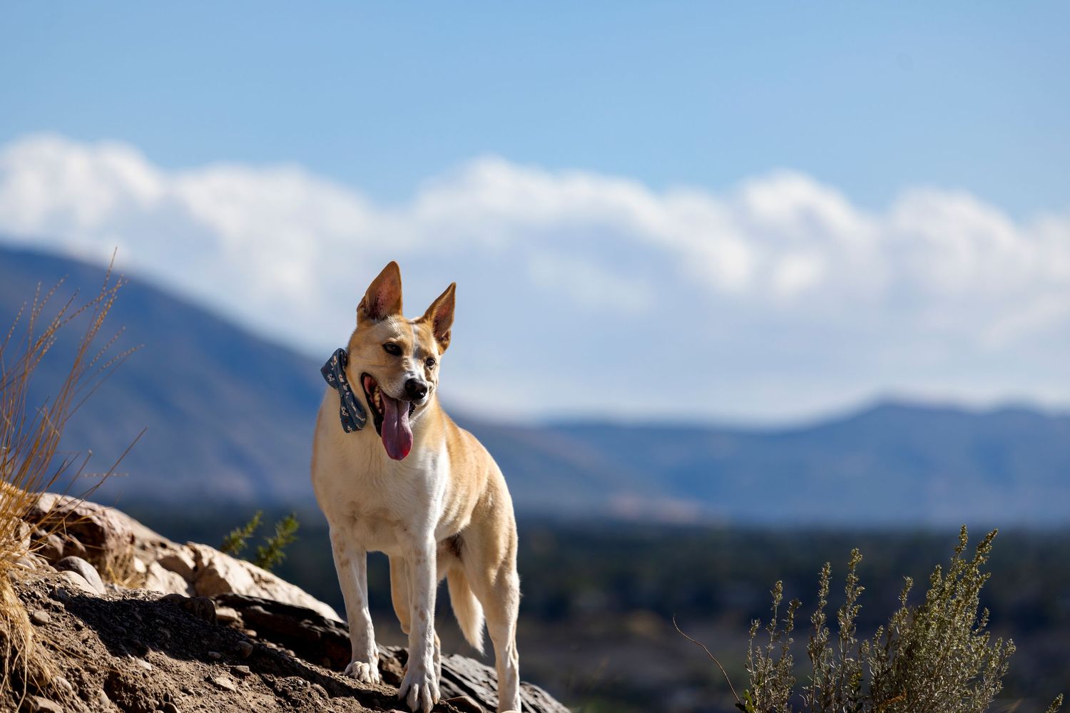 A happy dog stands on rocky terrain with tongue out, mountains and blue sky in the background.