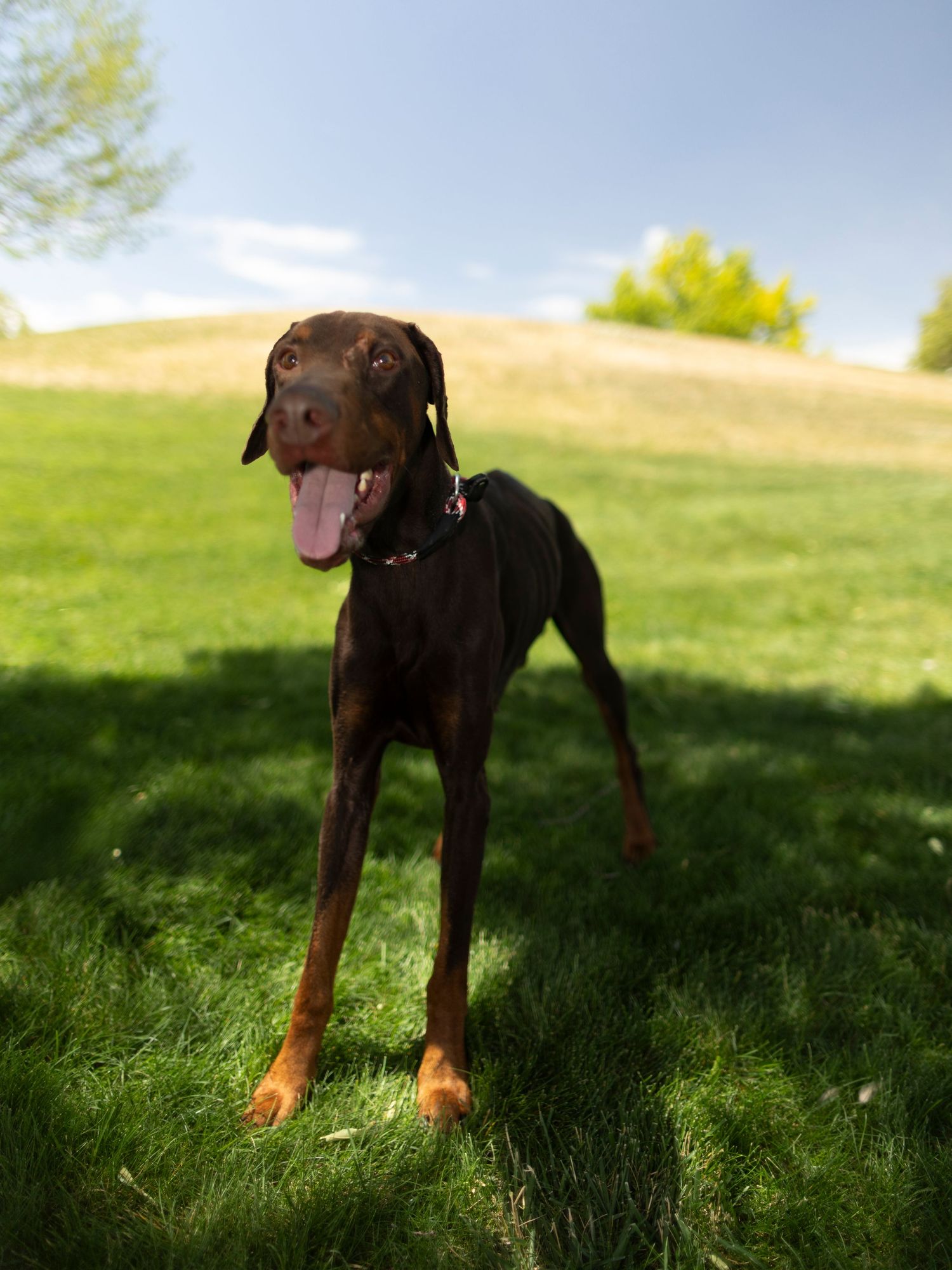 Sleek black and tan Doberman standing on green grass with tongue out in sunlight.