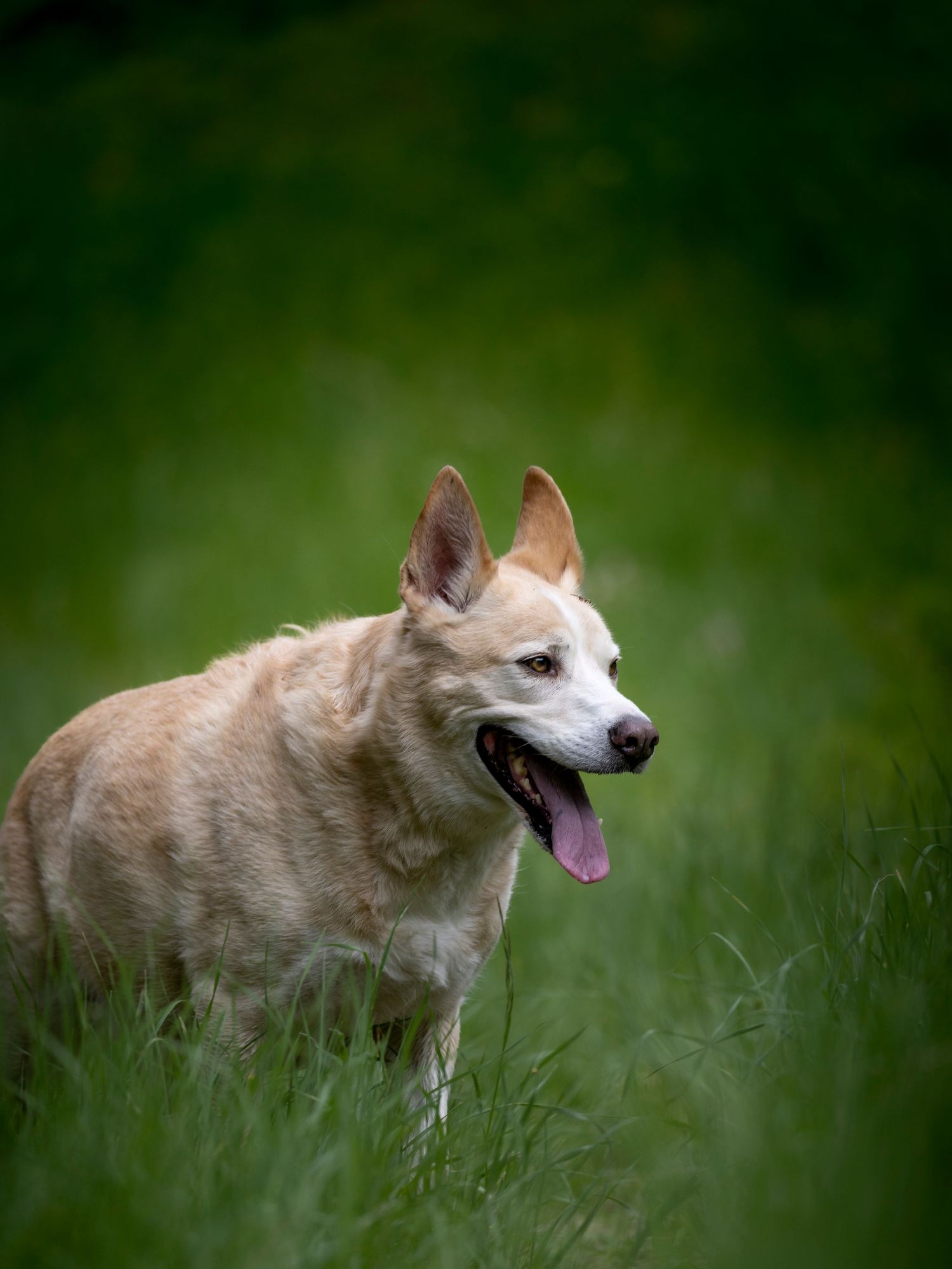 Tan mixed breed dog with perked ears standing in green grass with tongue out.