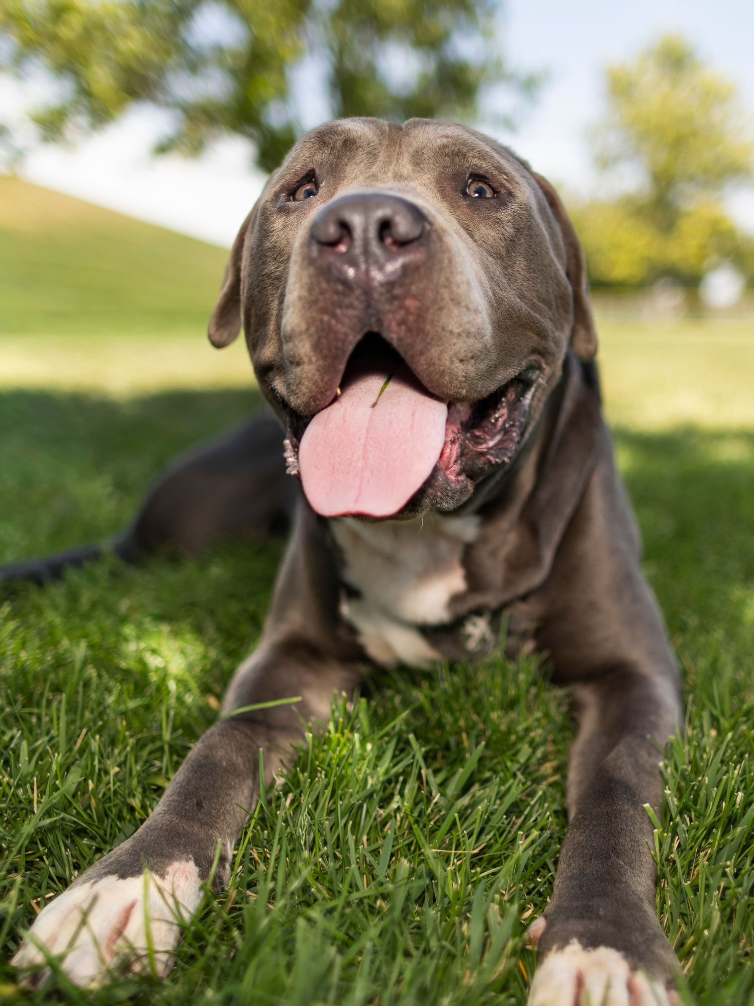 Gray pit bull dog lying on green grass with tongue out on sunny day.