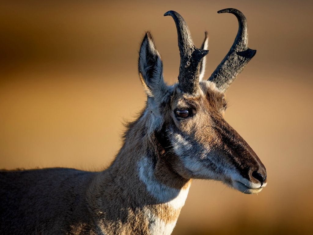 Close-up portrait of a pronghorn antelope with curved black horns against a warm golden background.