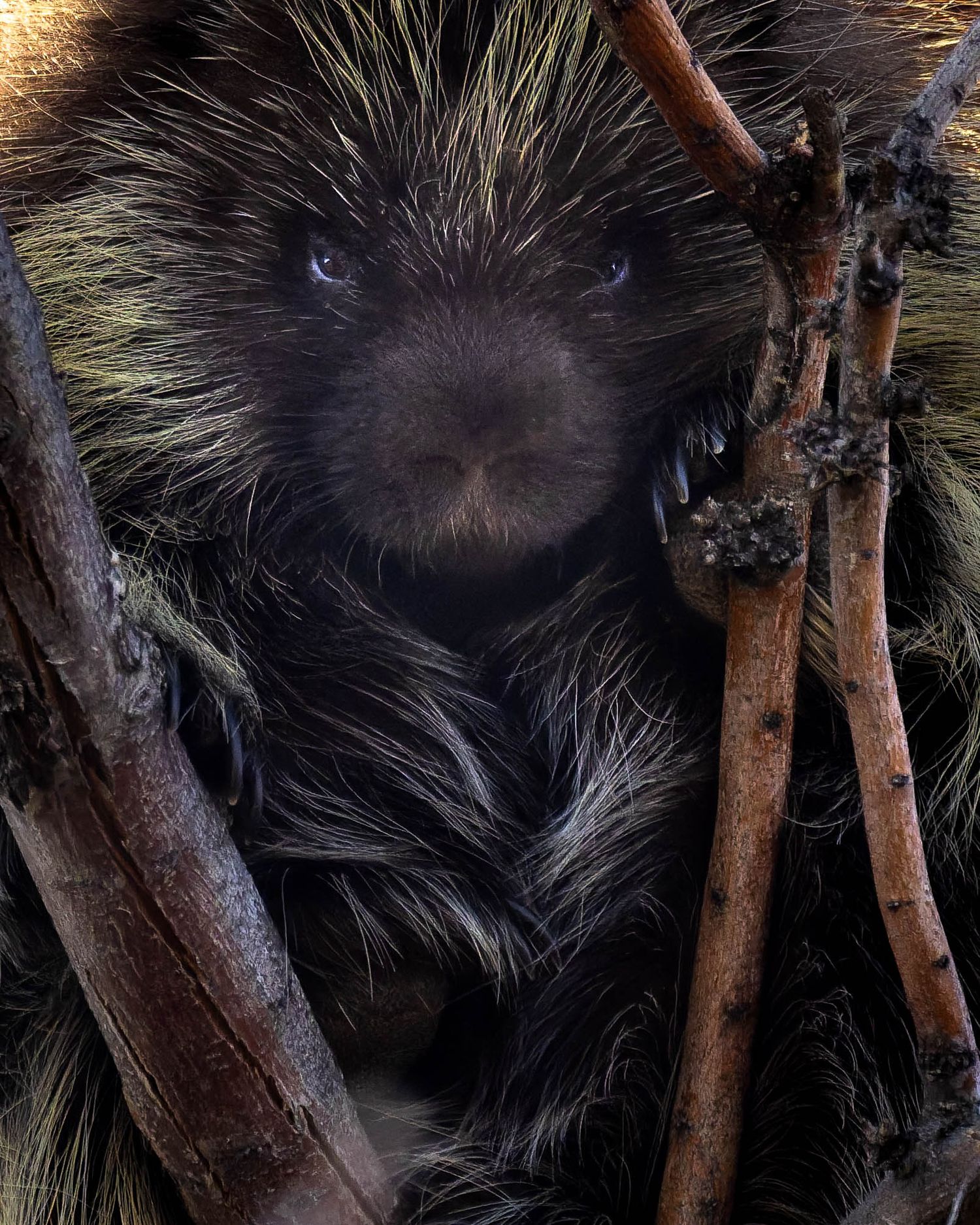 A close-up portrait of a North American porcupine clinging to branches in dark woodland habitat.