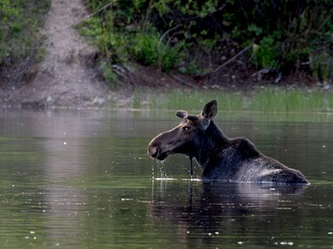 A moose wades through a calm misty lake with water dripping from its muzzle in wilderness.
