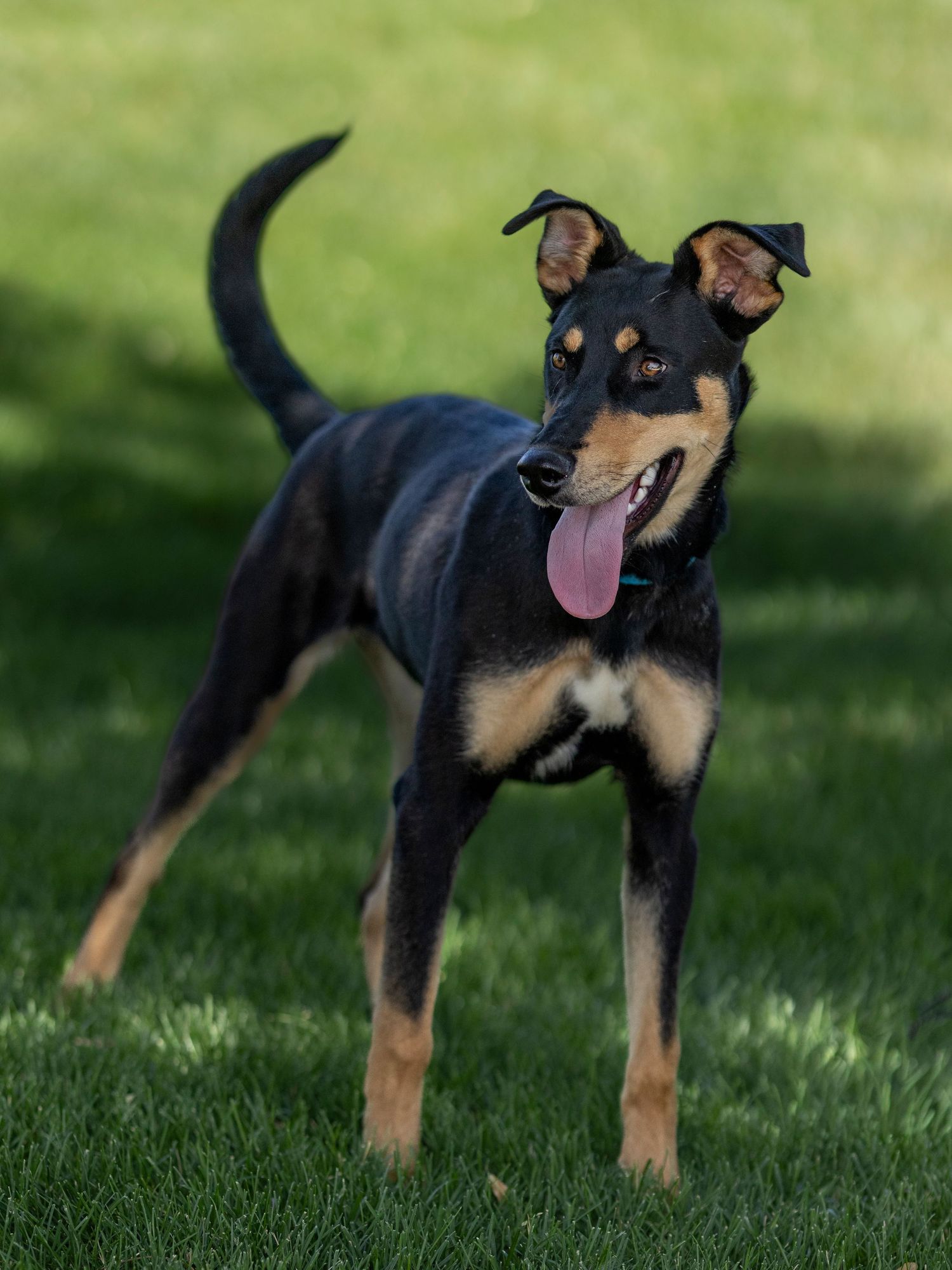 Black and tan dog standing on green grass with tongue out and tail raised.