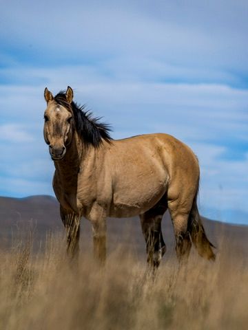 A buckskin wild horse with black mane stands alert in dry golden grassland under blue sky.