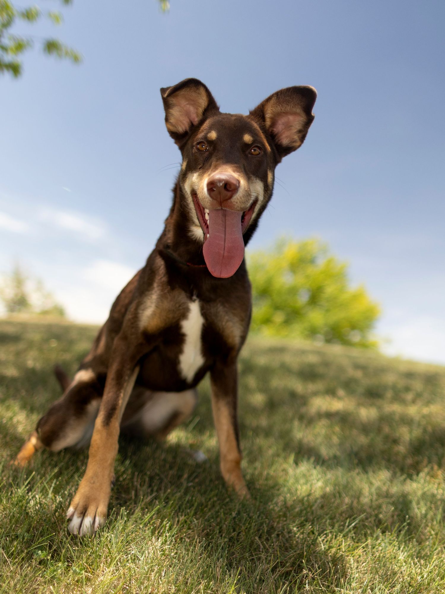 Black and tan dog with large ears sitting on green grass with tongue out.
