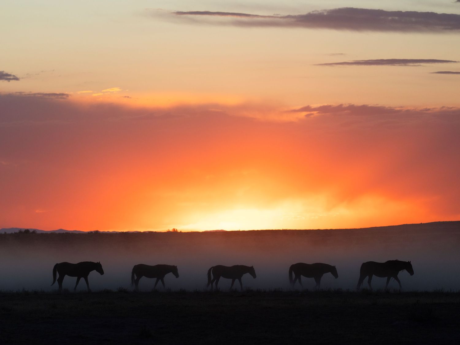 Silhouettes of wild horses walking across misty plains at a vibrant orange sunset.
