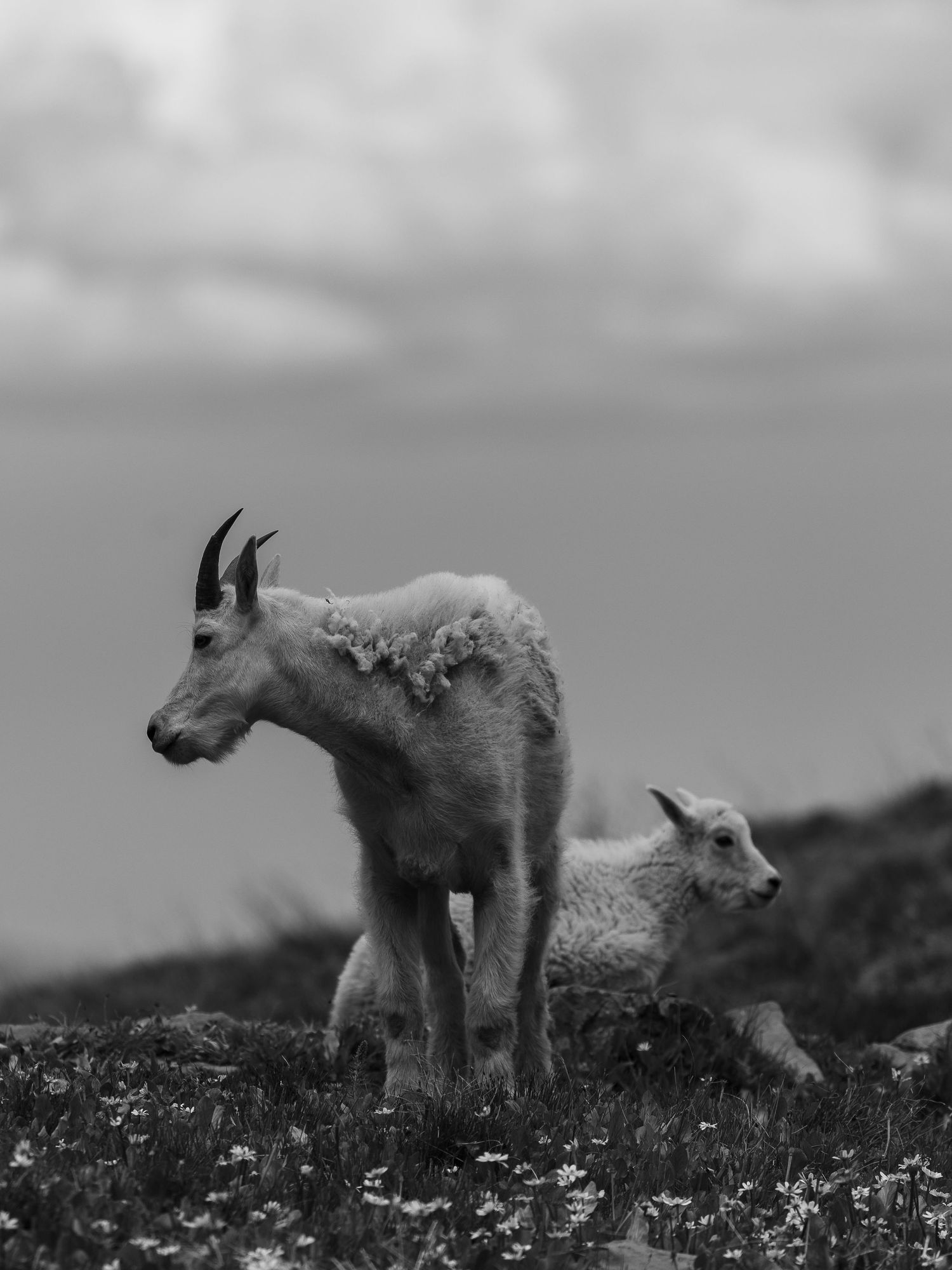 Black and white photo of mountain goat with kid standing on rocky hillside under cloudy sky.