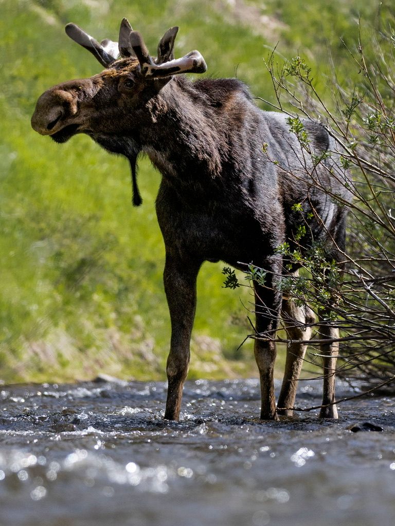 A bull moose with velvet antlers wades through a rushing mountain stream surrounded by green shrubs.