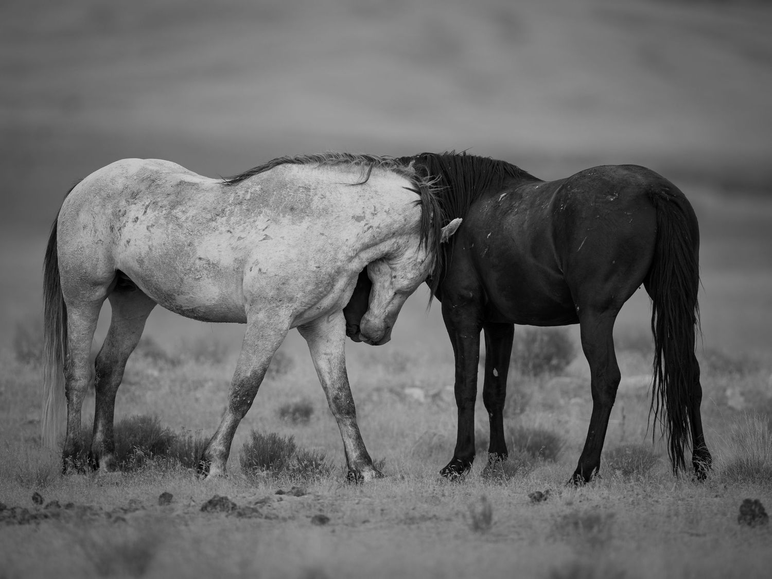 Two wild horses, one white and one black, nuzzling each other in open grassland.