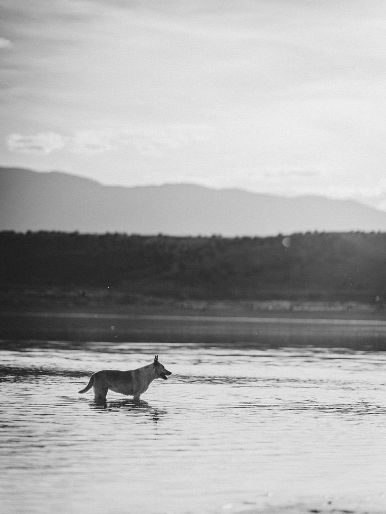 Black and white photo of a dog wading through water with mountain backdrop.