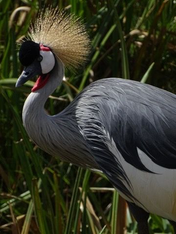 A striking Grey Crowned Crane with golden plume and red wattle stands among tall green reeds.