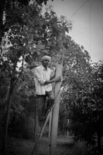Black and white photo of an elderly man climbing a wooden ladder among trees.