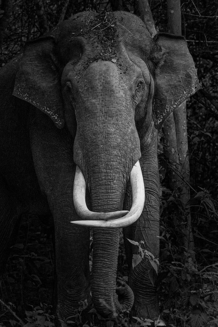 Black and white close-up portrait of an Asian elephant with tusks standing in dense jungle.