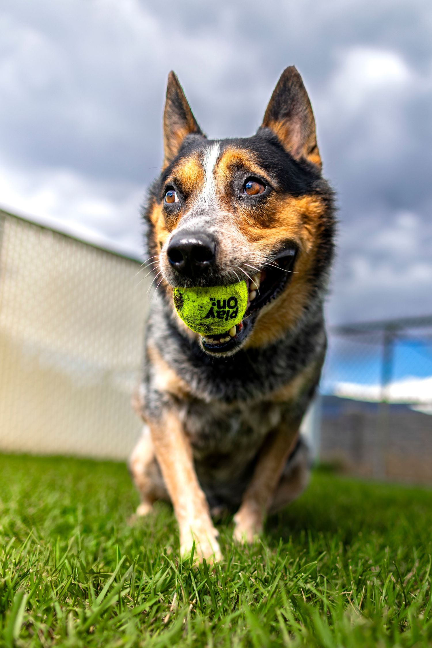 Australian Cattle Dog holding a tennis ball in its mouth while standing on green grass under a cloudy sky.