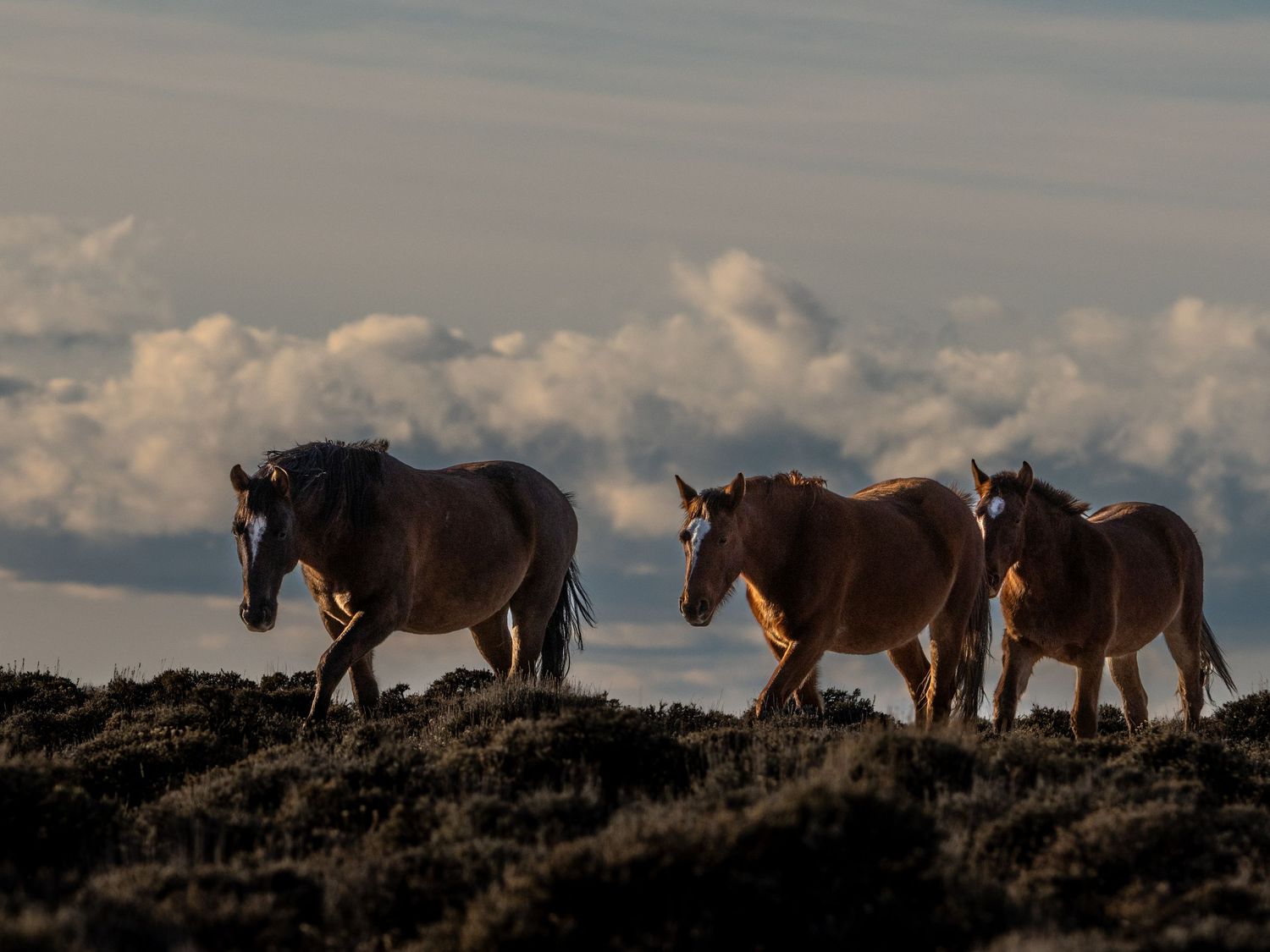 Three wild horses silhouetted against dramatic clouds at golden hour on open moorland.