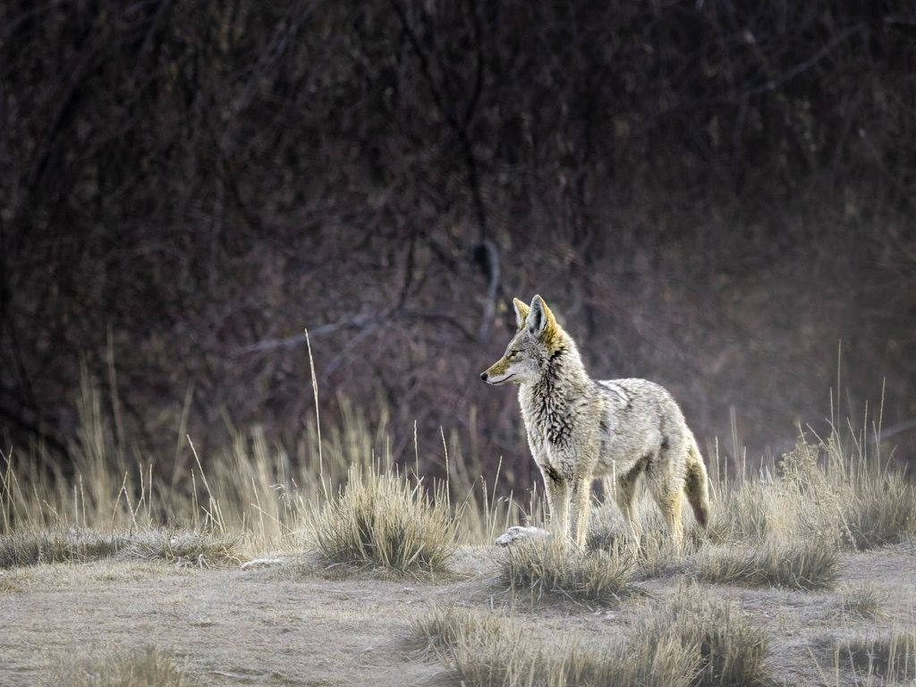 A coyote stands alert in dry grassland near dark shrubs in a natural wilderness setting.