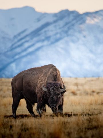 A lone bison grazes on golden grassland with snow-capped mountains in the background.