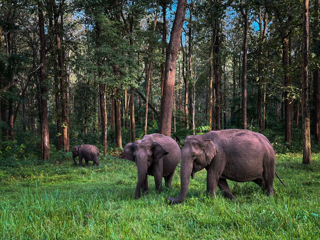 Family of wild elephants grazing in lush green forest clearing among tall tropical trees.