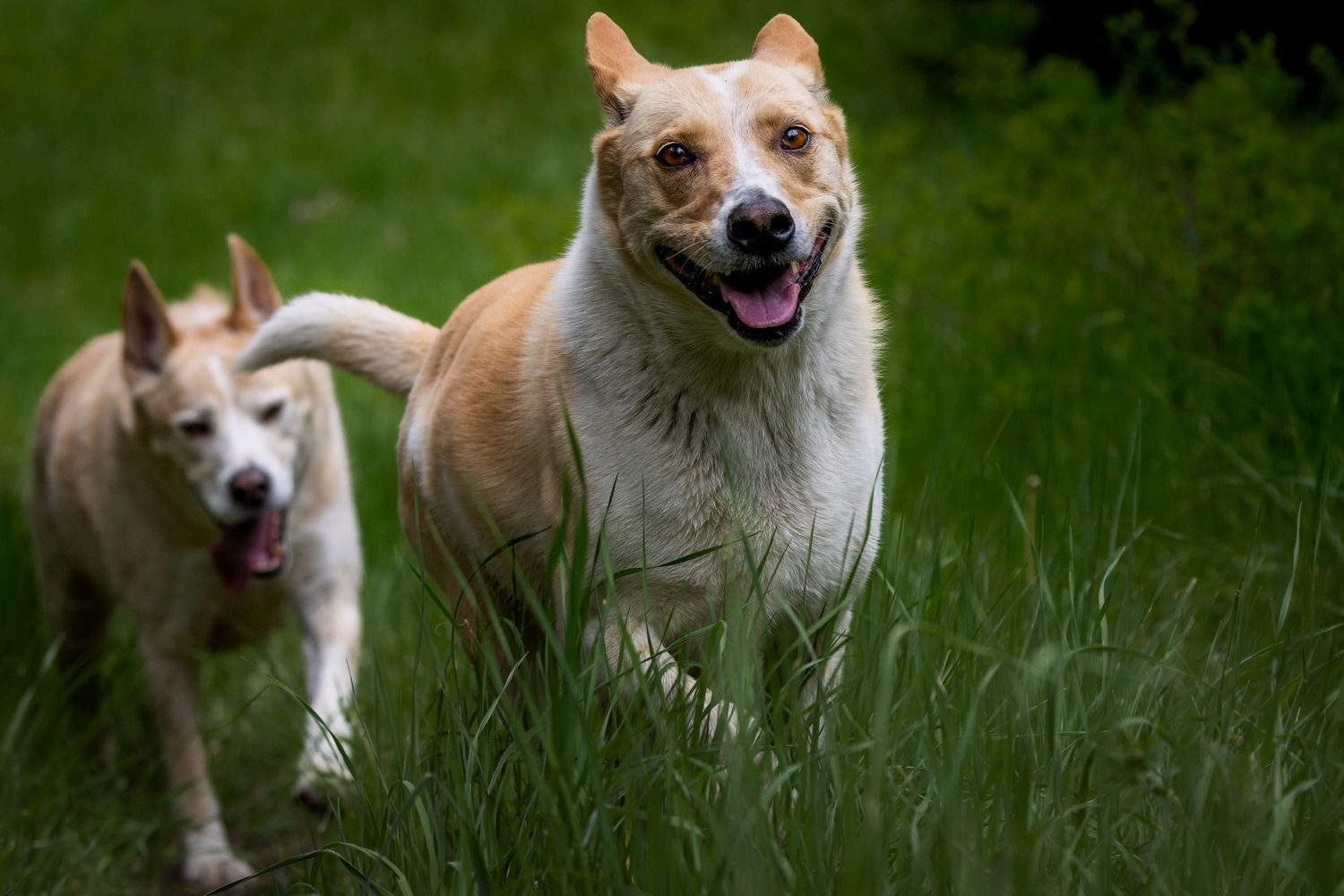 Two happy yellow Labrador mix dogs running through tall green grass outdoors.