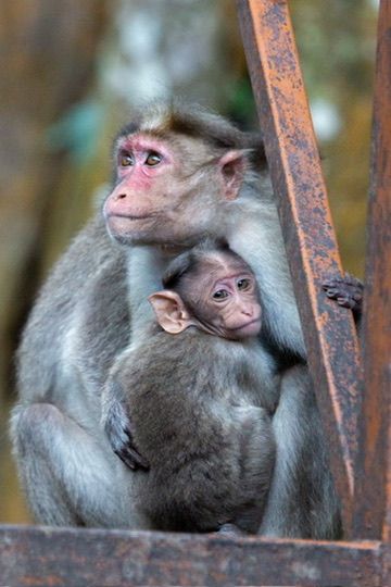 A mother macaque monkey tenderly holds her baby close while perched near a rusty metal structure.