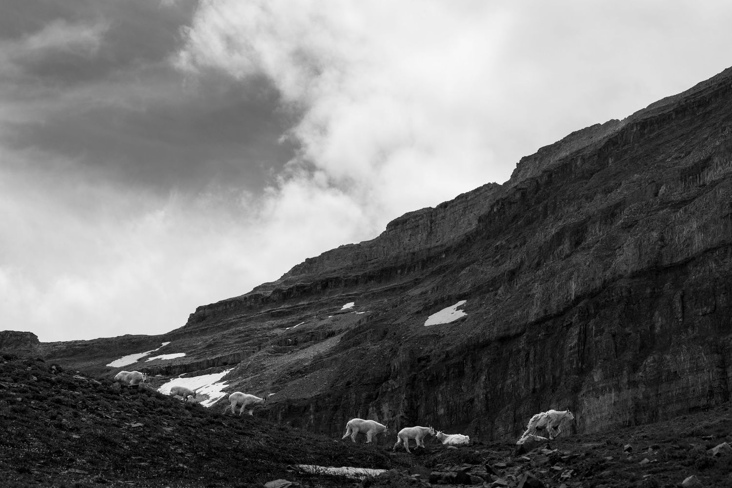 Black and white photo of mountain goats on a rocky alpine slope beneath dramatic cloudy skies.