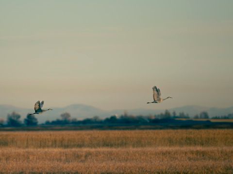 Two sandhill cranes in flight over golden harvest fields with mountain backdrop at dusk.
