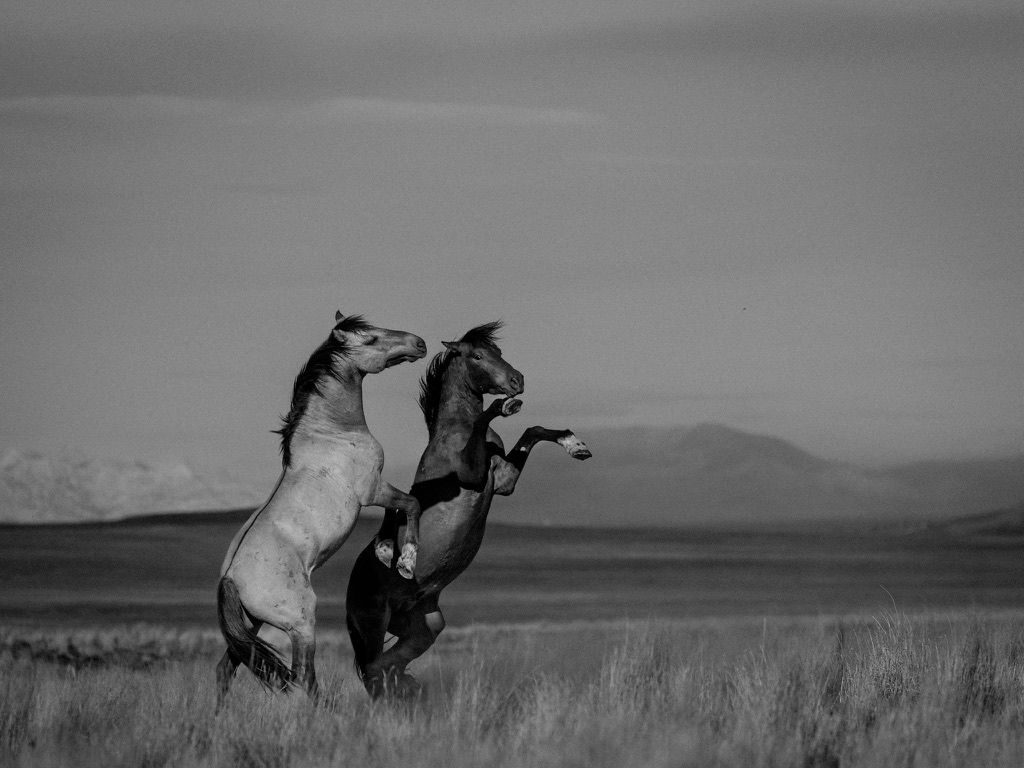 Two wild horses rear up on hind legs sparring in an open field in black and white.
