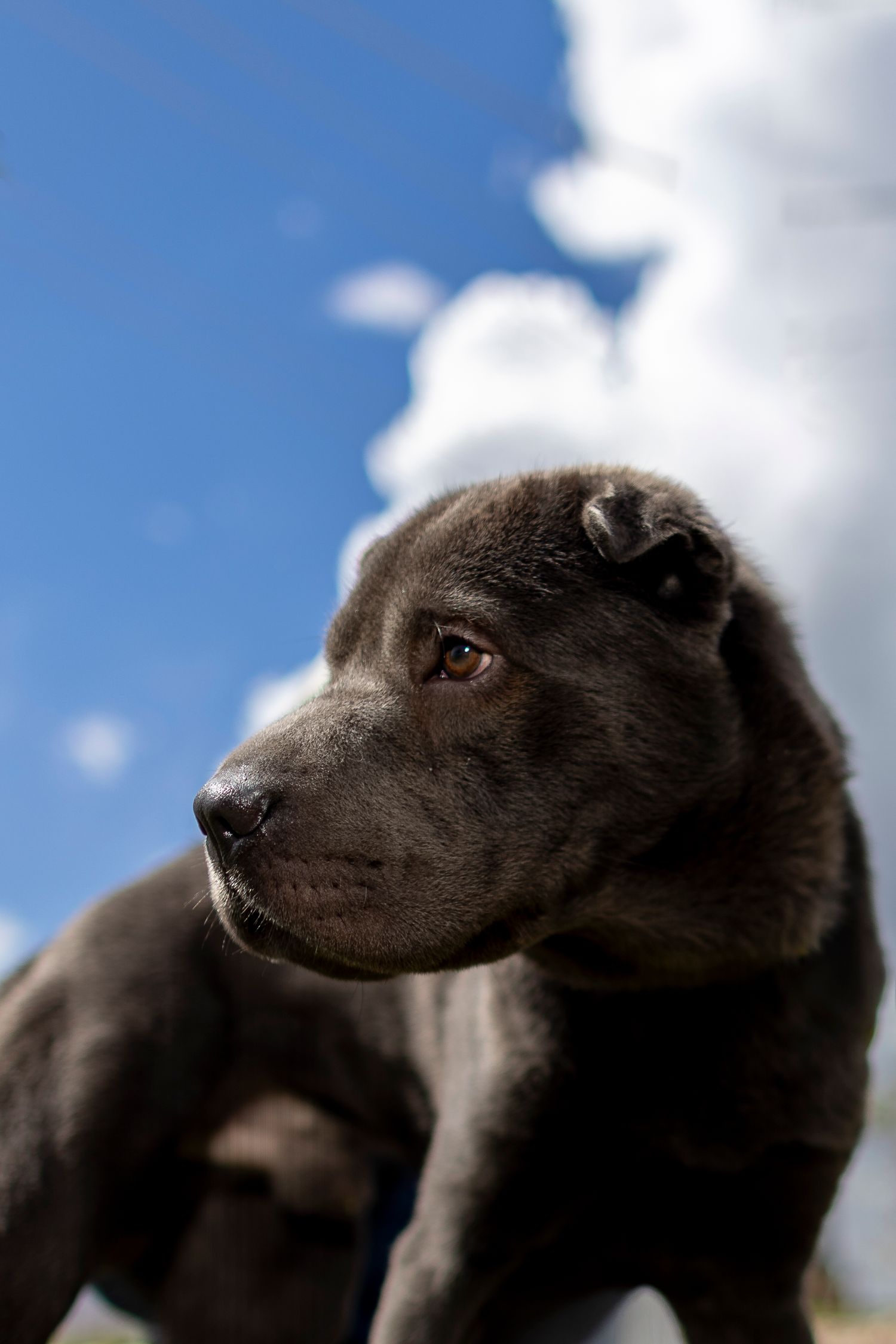 A dark gray Staffordshire Bull Terrier puppy gazes sideways against a bright blue sky with fluffy white clouds.