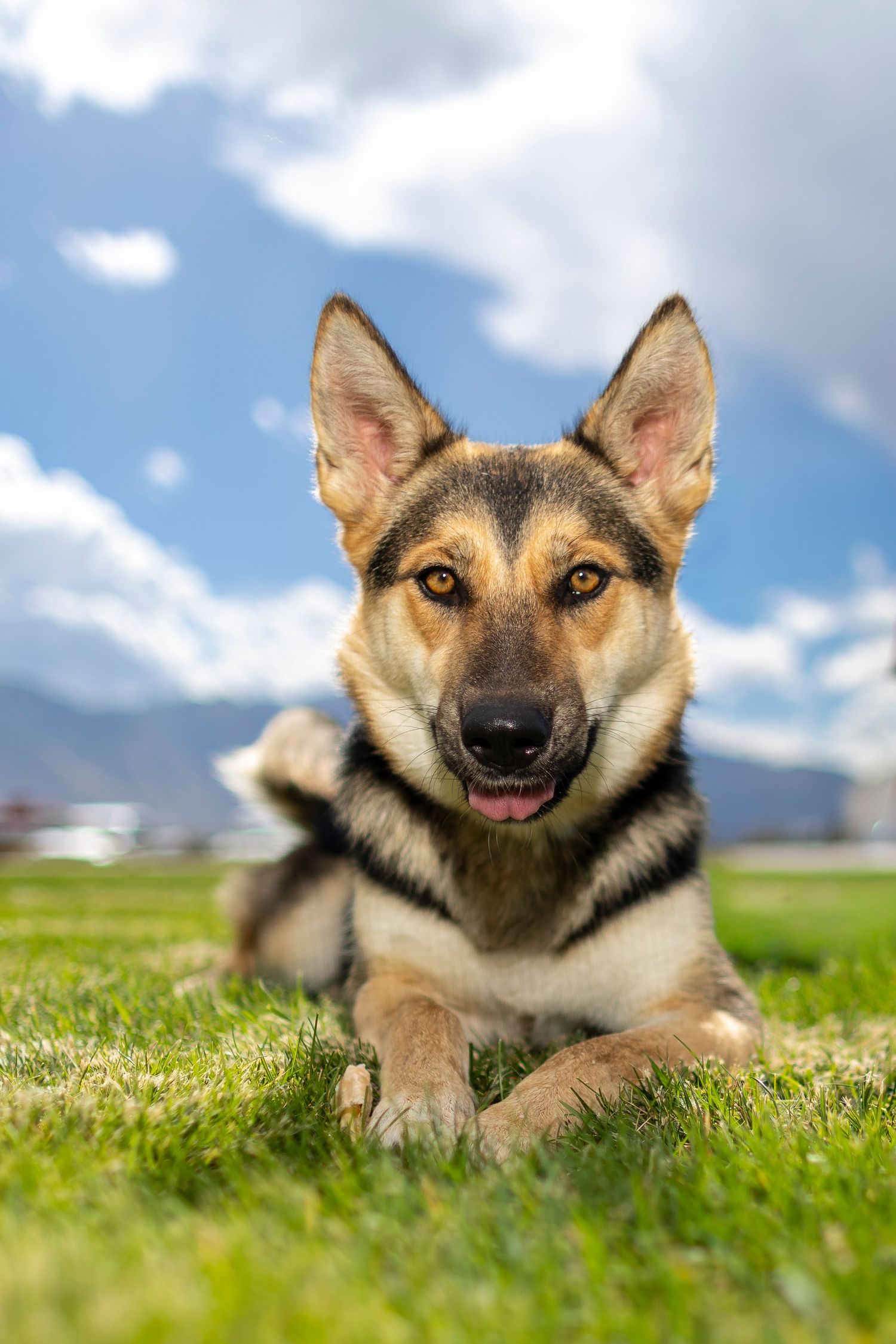 A happy German Shepherd dog lying on green grass with blue sky and clouds in the background.