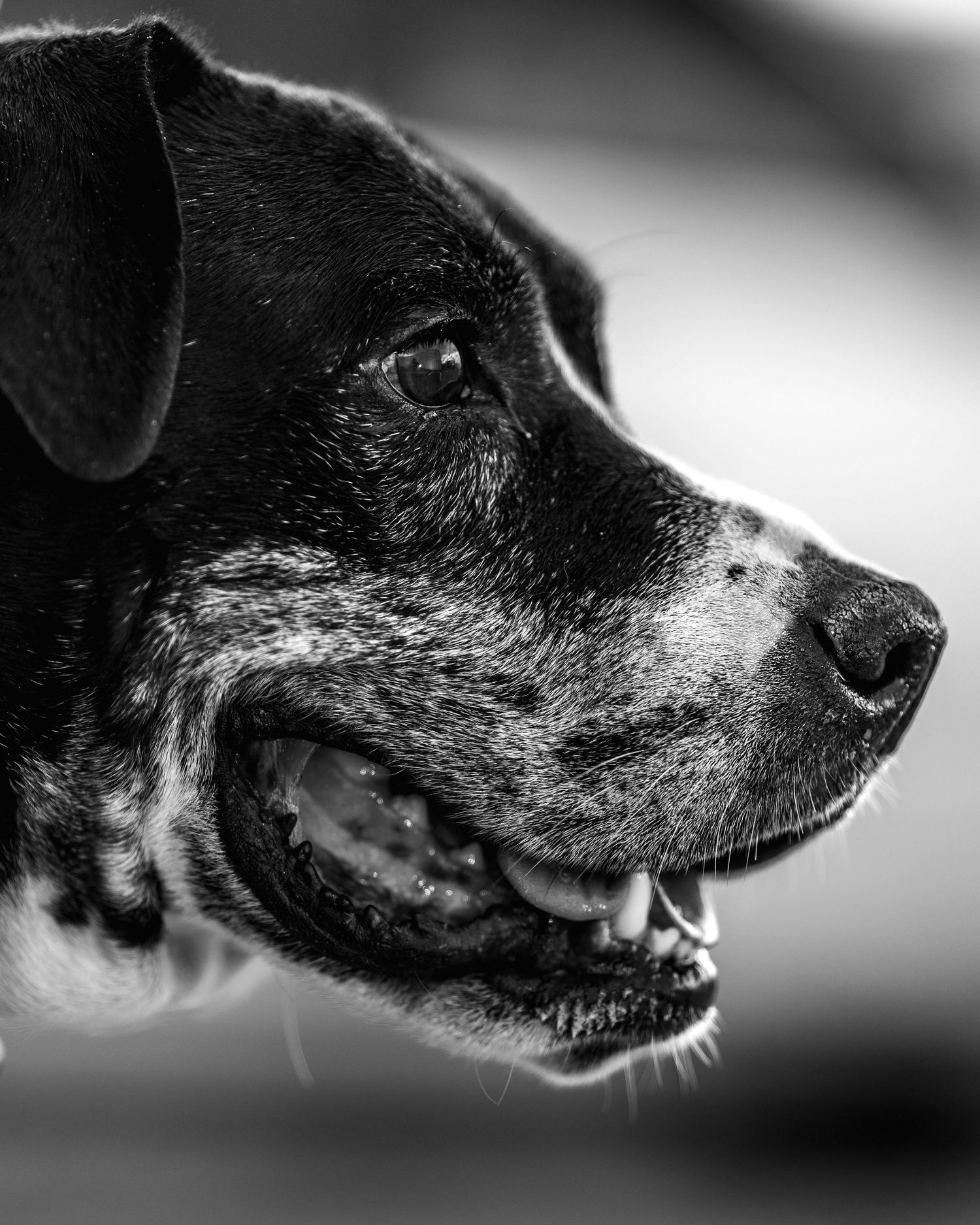 Close-up black and white portrait of a dog with a ball in its mouth, showcasing detailed fur texture.
