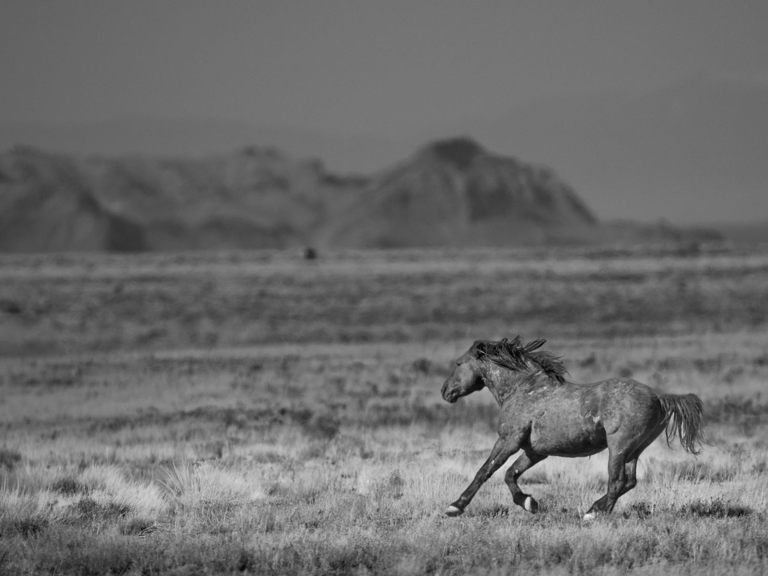 Wild horse galloping freely across vast plains with mountain butte in background.