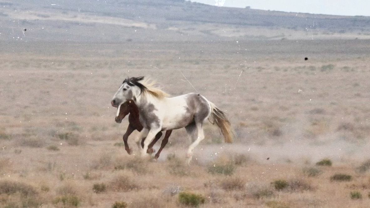 Two wild white horses galloping across open arid desert plains kicking up dust clouds.