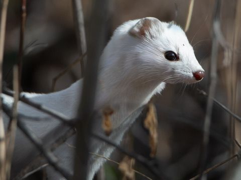 A white stoat in winter coat peering through dry branches in the wild.