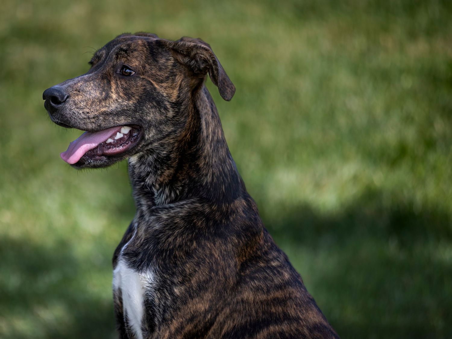 Brindle dog with white chest sitting in grass with tongue out on sunny day.