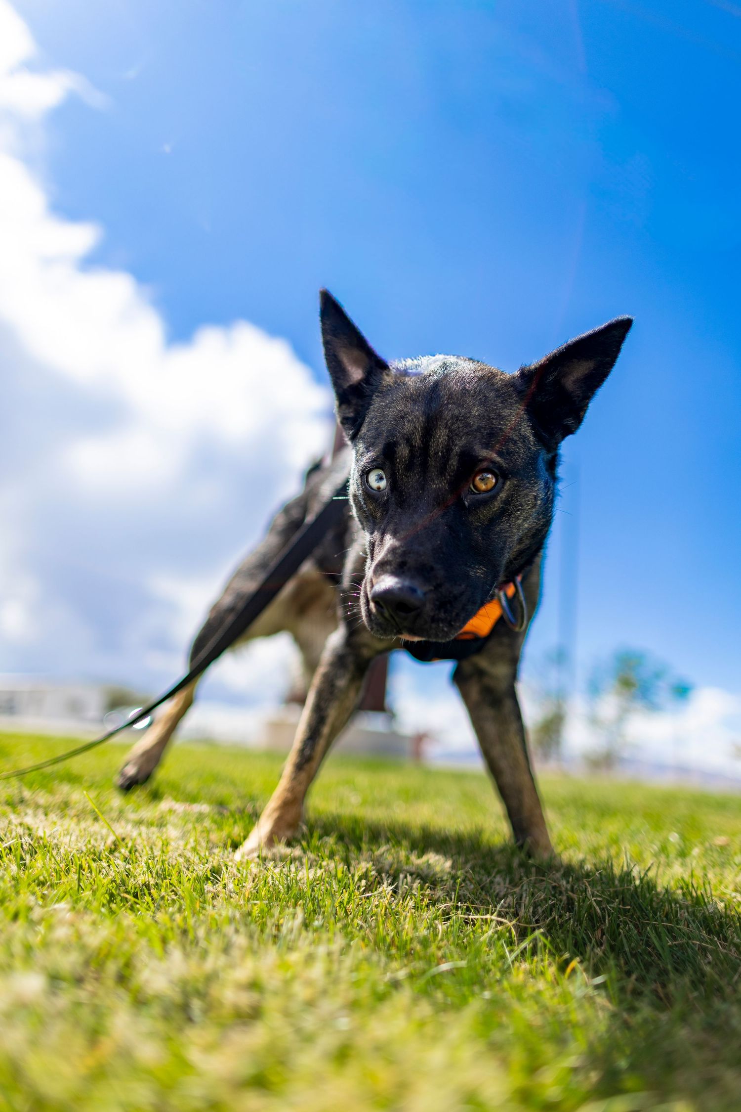 Black dog on a leash standing on green grass under a bright blue sky with white clouds.