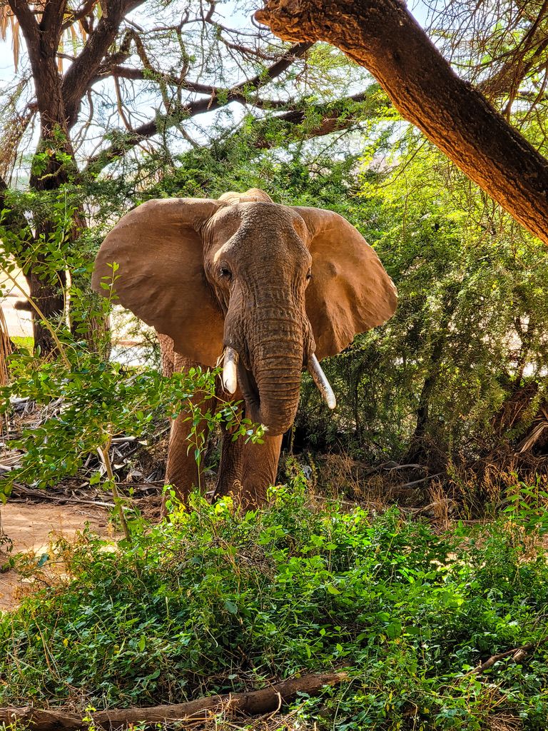 A large African elephant with tusks stands among green shrubs and trees in natural habitat.