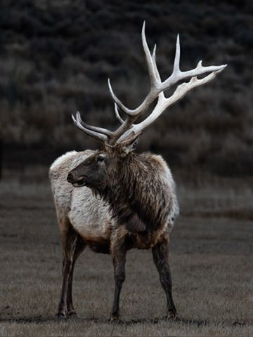 A large bull elk with impressive wide antlers stands in an open field at dusk.
