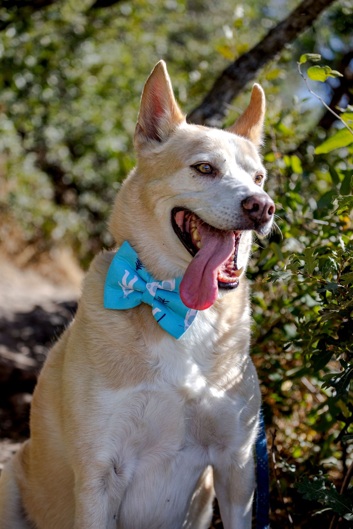 Happy white Shiba Inu dog wearing a blue bow tie sits outdoors with tongue out, surrounded by green foliage.